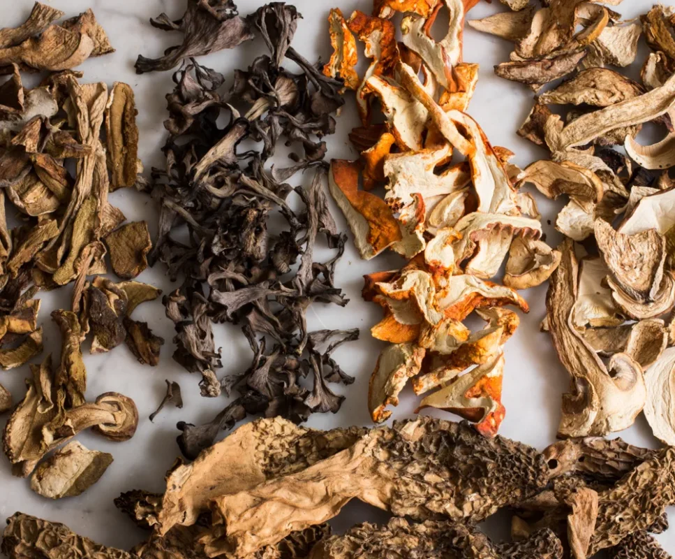 Buy B+ Cubensis Online