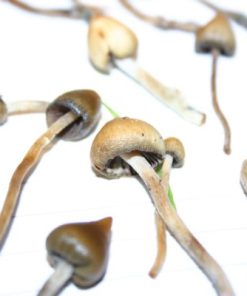 Liberty cap mushroom