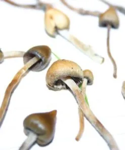 Liberty cap mushroom