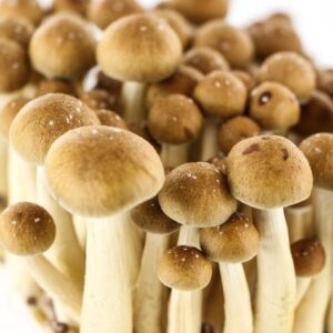 PENIS ENVY MUSHROOMS