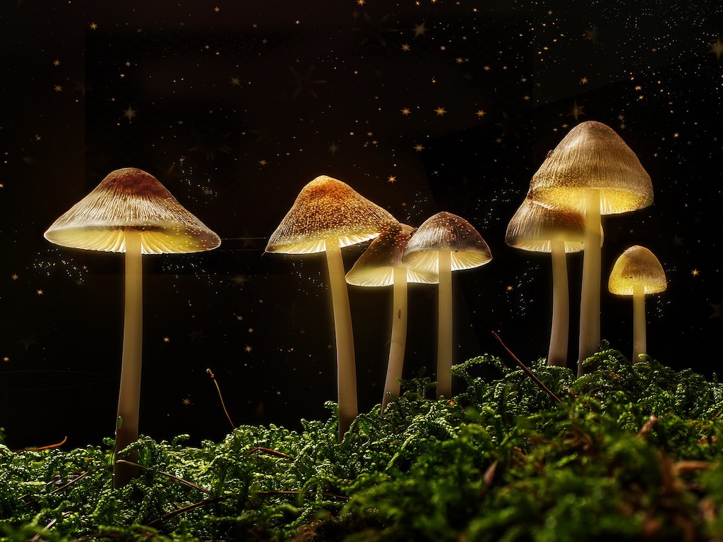 Buy Psilocybin Mushroom Online