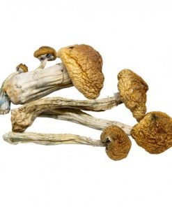 B+ Psilocybin Cubensis