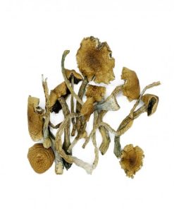 Golden Teacher