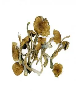 Golden Teacher