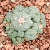 PEYOTE | Mescaline - Image 5