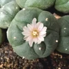 PEYOTE | Mescaline