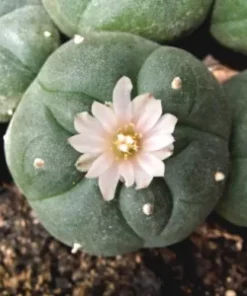 PEYOTE | Mescaline