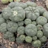 PEYOTE | Mescaline - Image 3