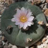 PEYOTE | Mescaline - Image 4