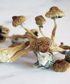 Psilocybe Semilanceata
