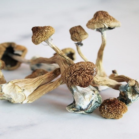 DRIED GOLDEN TEACHERS