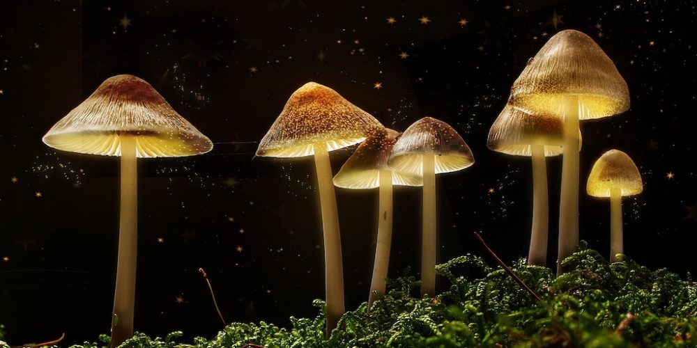 Buy Psilocybin Mushroom Online